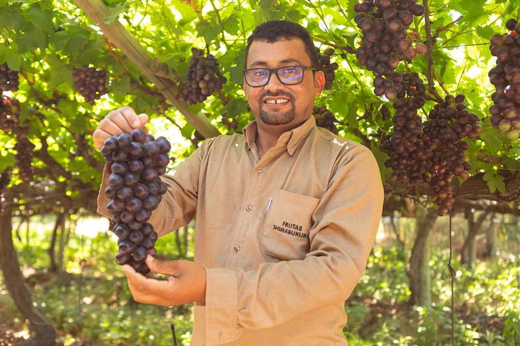 Colaborador inspecionando uvas no campo