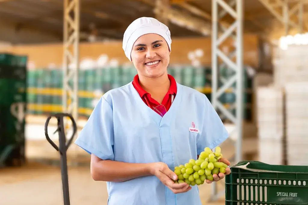 Colaboradora durante a colheita de uvas