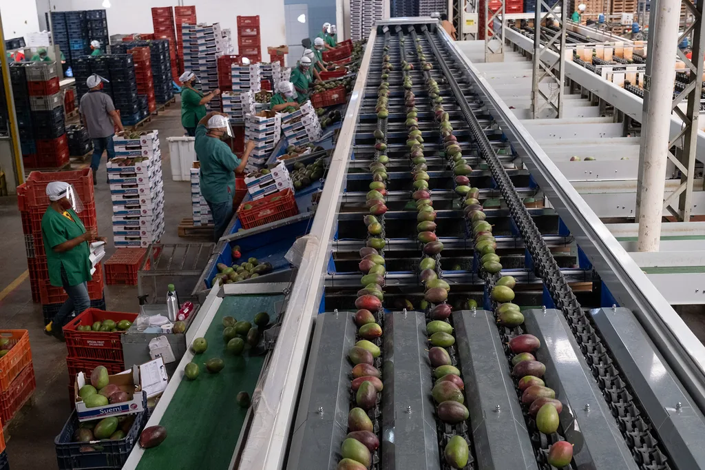 Seleção de uvas no packing house