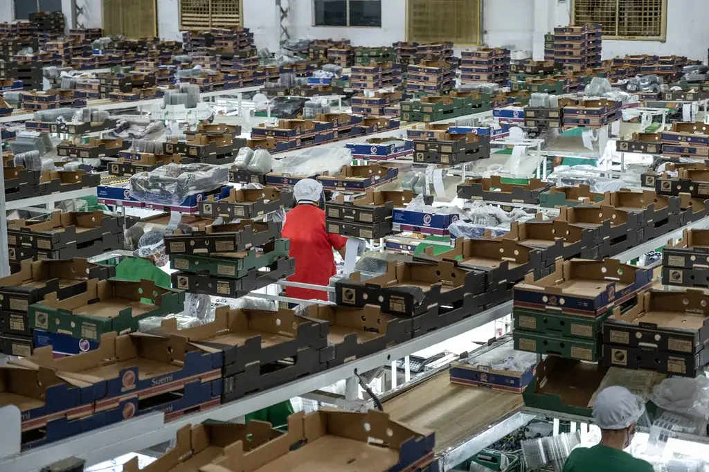 Packing house da Special Fruit com processos modernos de seleção e embalagem