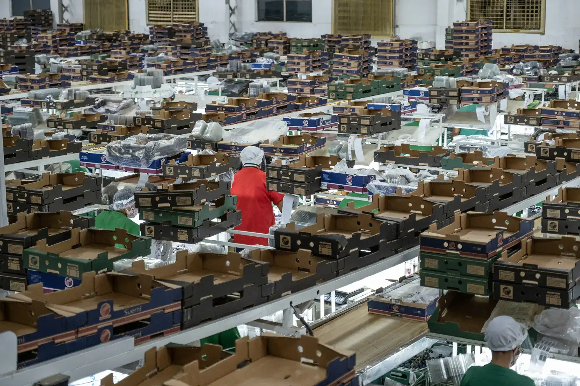Special Fruit’s team at the packing house