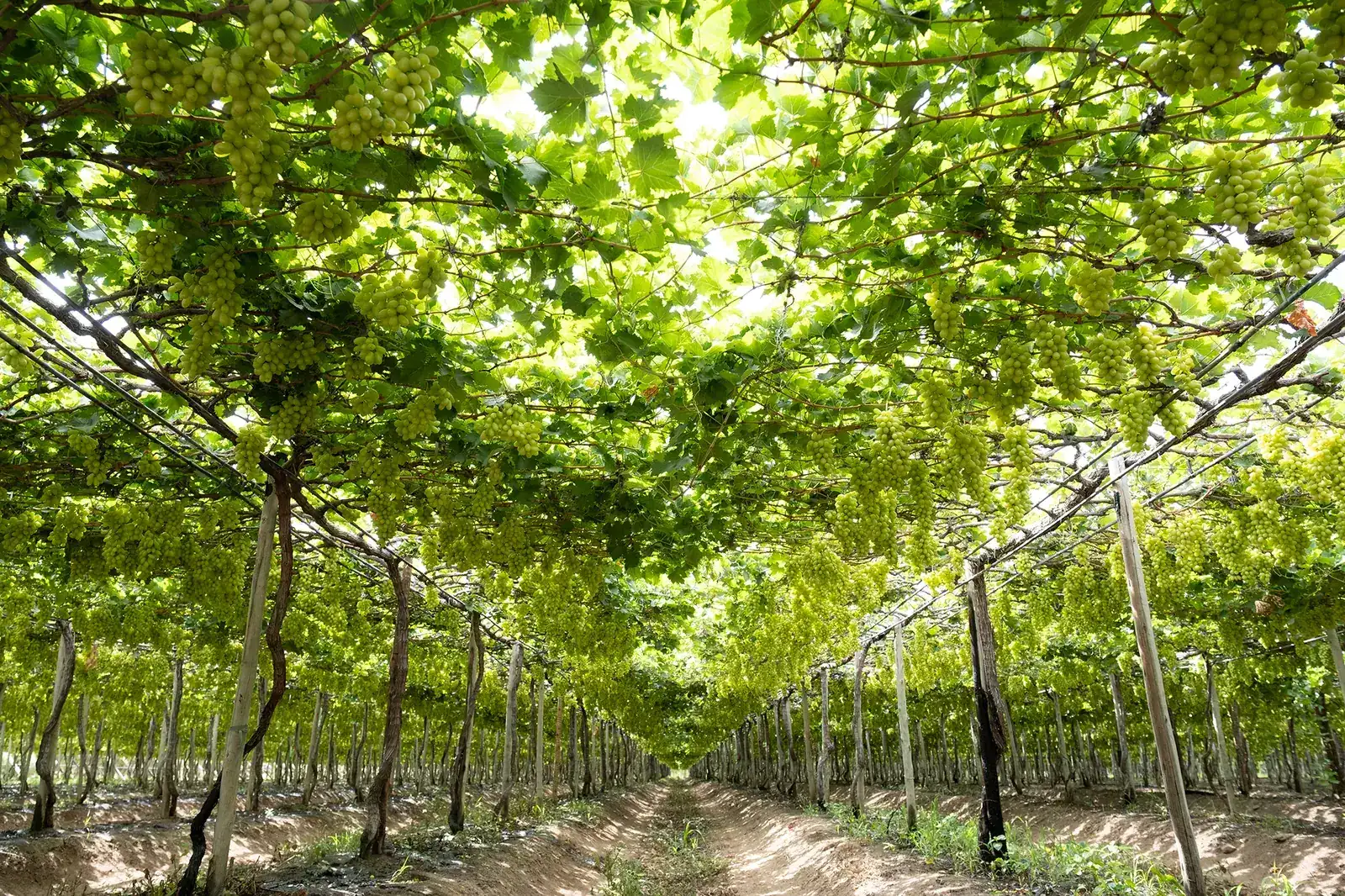 Parreirais da Special Fruit ao amanhecer