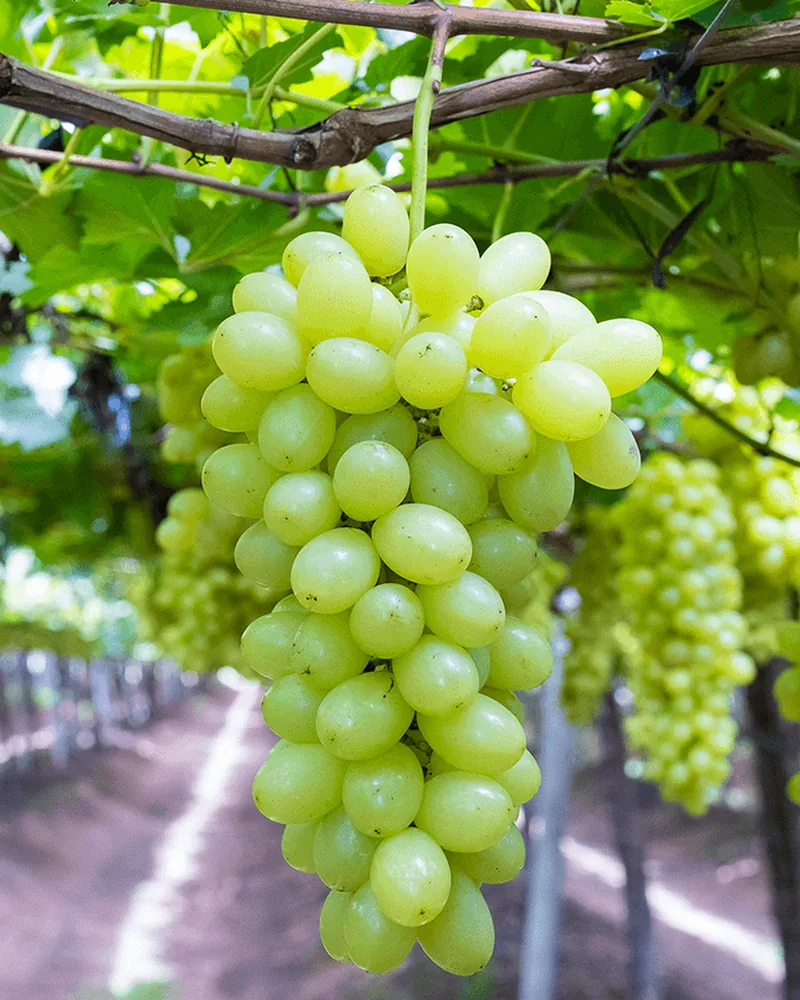 Special Fruit 种植的 Arra 15 葡萄