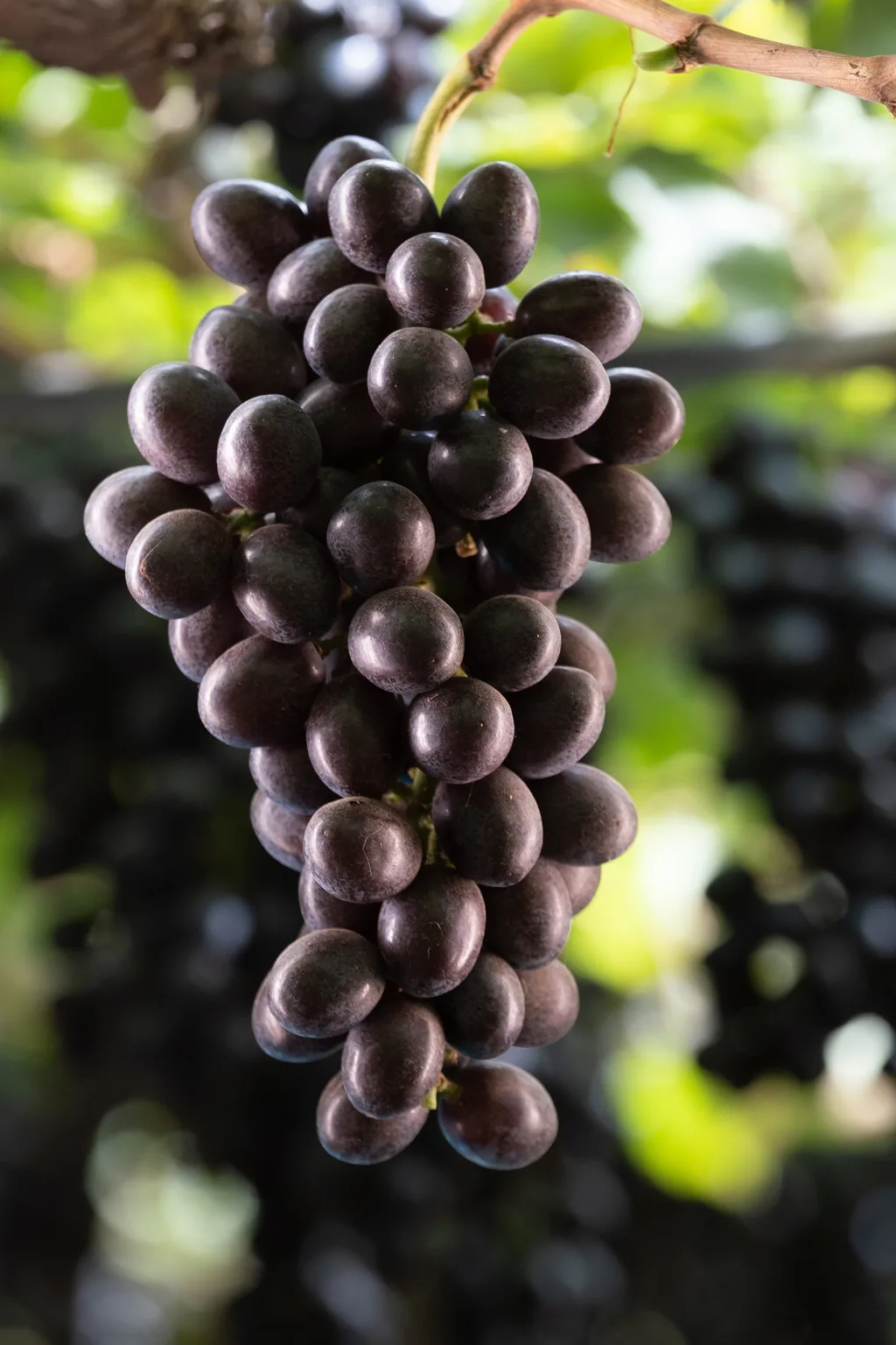 Cacho de uvas pretas cultivado no Vale do São Francisco