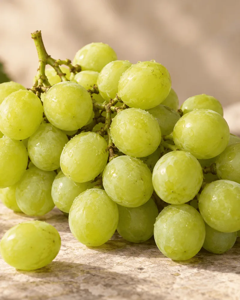 Special Fruit 种植的 Sweet Globe 葡萄