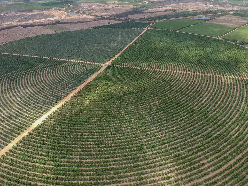 Vista aérea das fazendas da Special Fruit no Vale do São Francisco