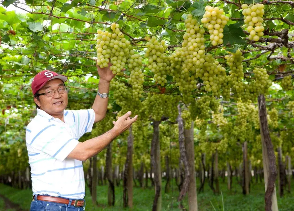 Fundador da Special Fruit inspecionando os parreirais