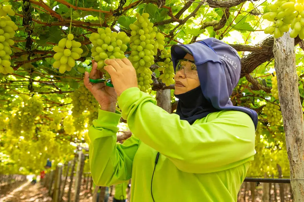 Manejo técnico nos parreirais da Special Fruit