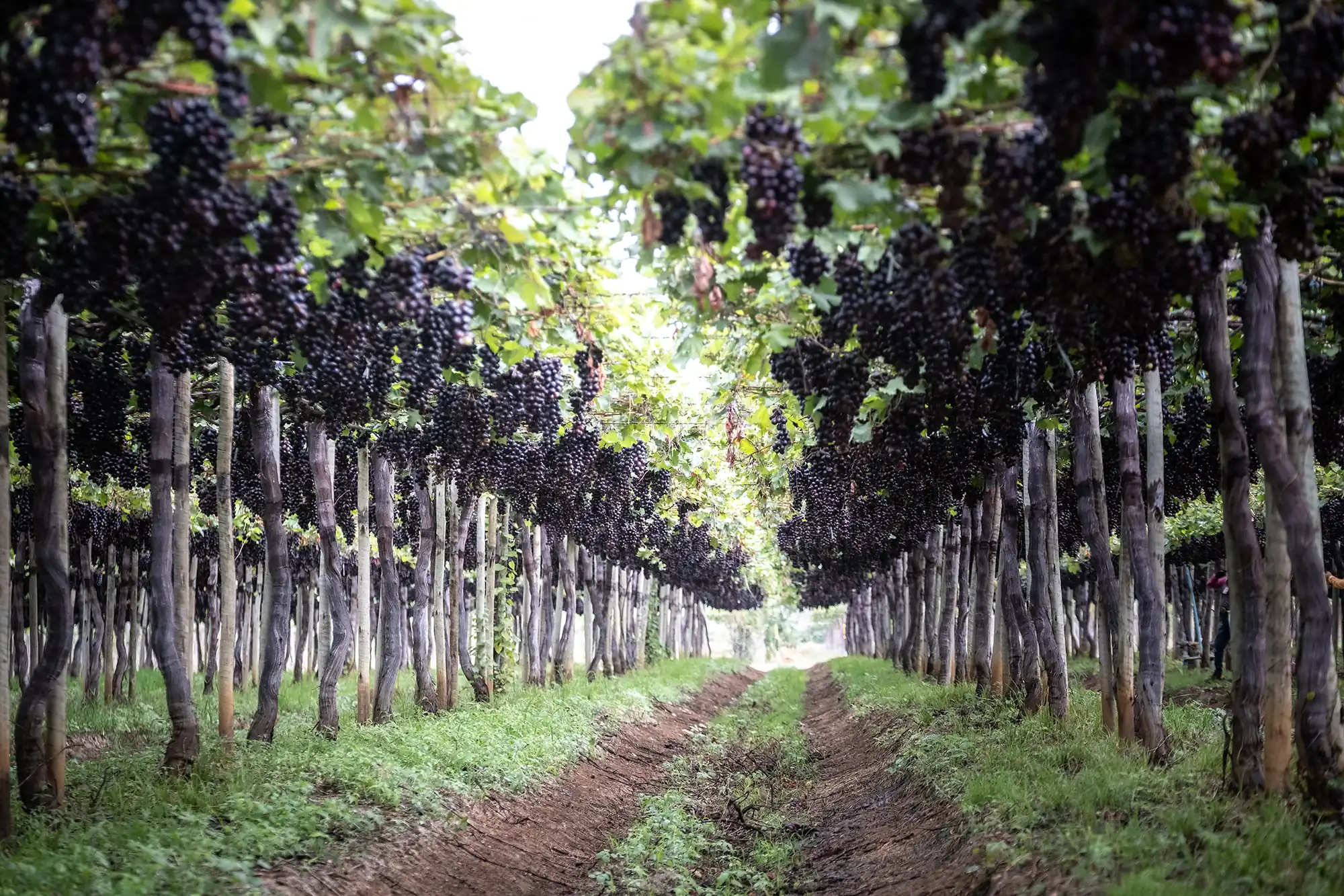 Túnel de parreiras nas fazendas da Special Fruit no Vale do São Francisco